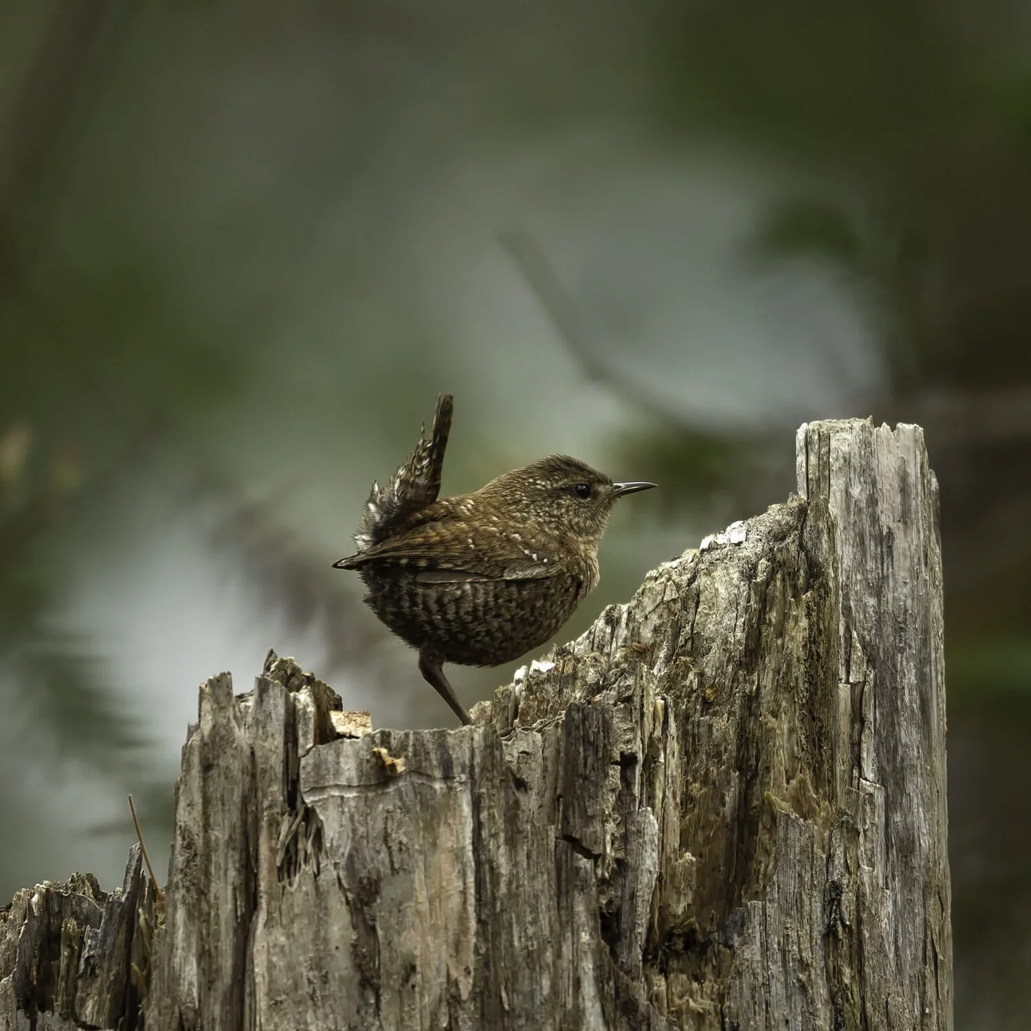 PC: Caroline Samson/American Photography Awards (Winter Wren)