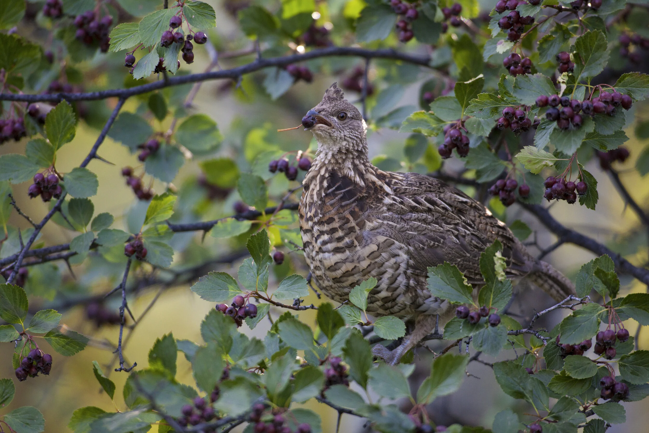 PC: Matt Stirn/Audubon Photography Awards (Ruffed Grouse)