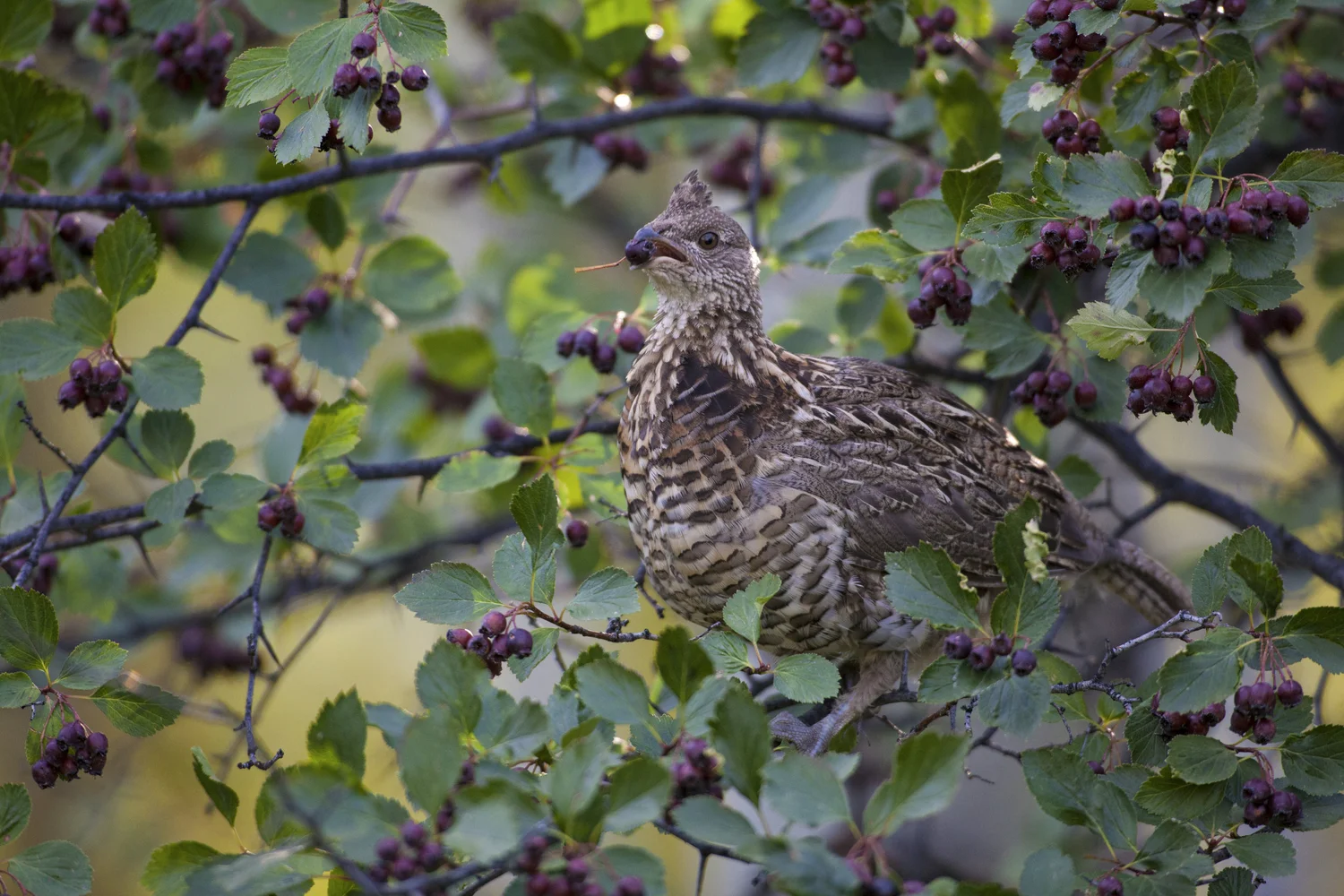 What Bird R Found in North American Deciduous Forests: Top Species Revealed