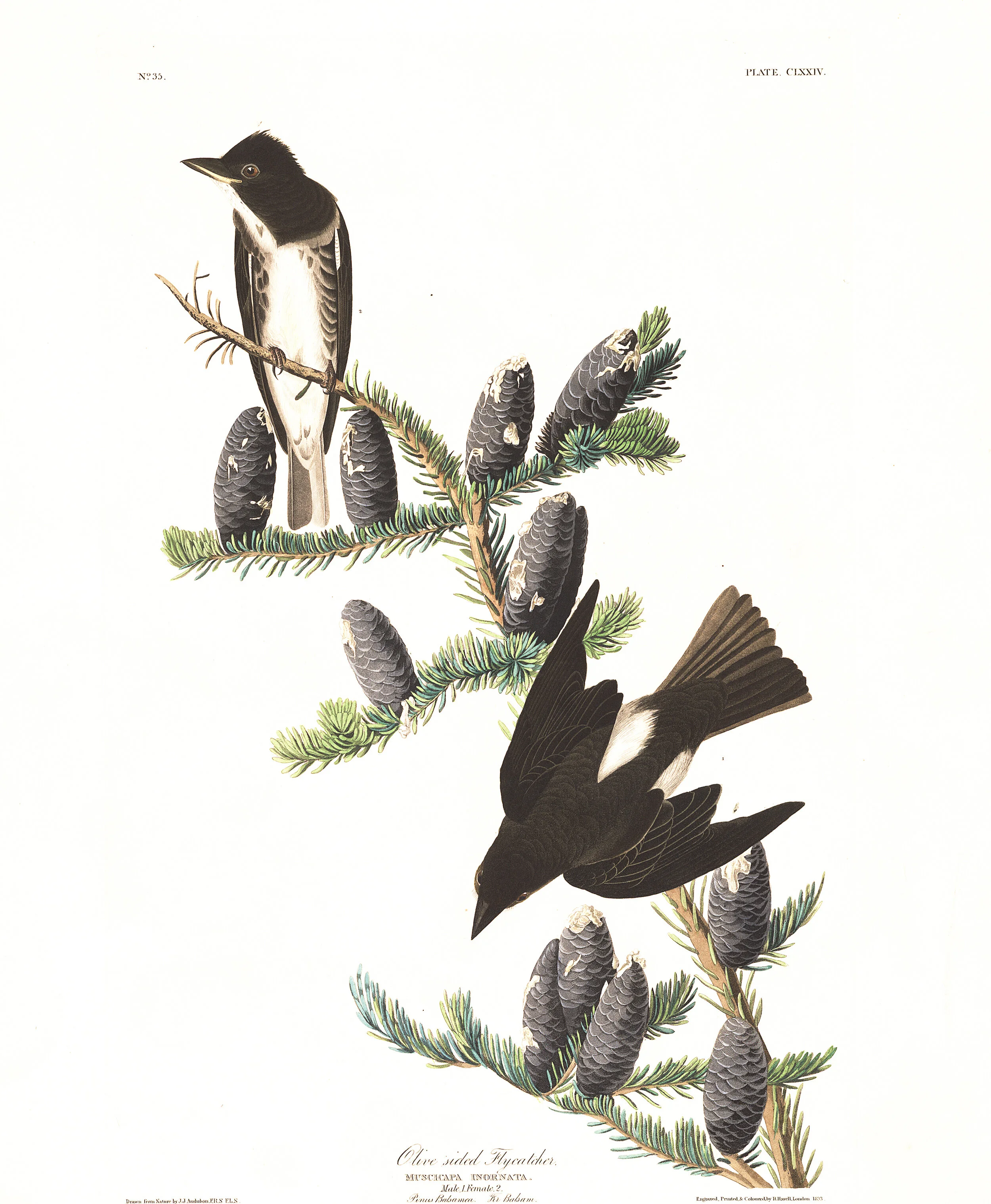 PC: John James Audubon (Olive-sided Flycatcher)