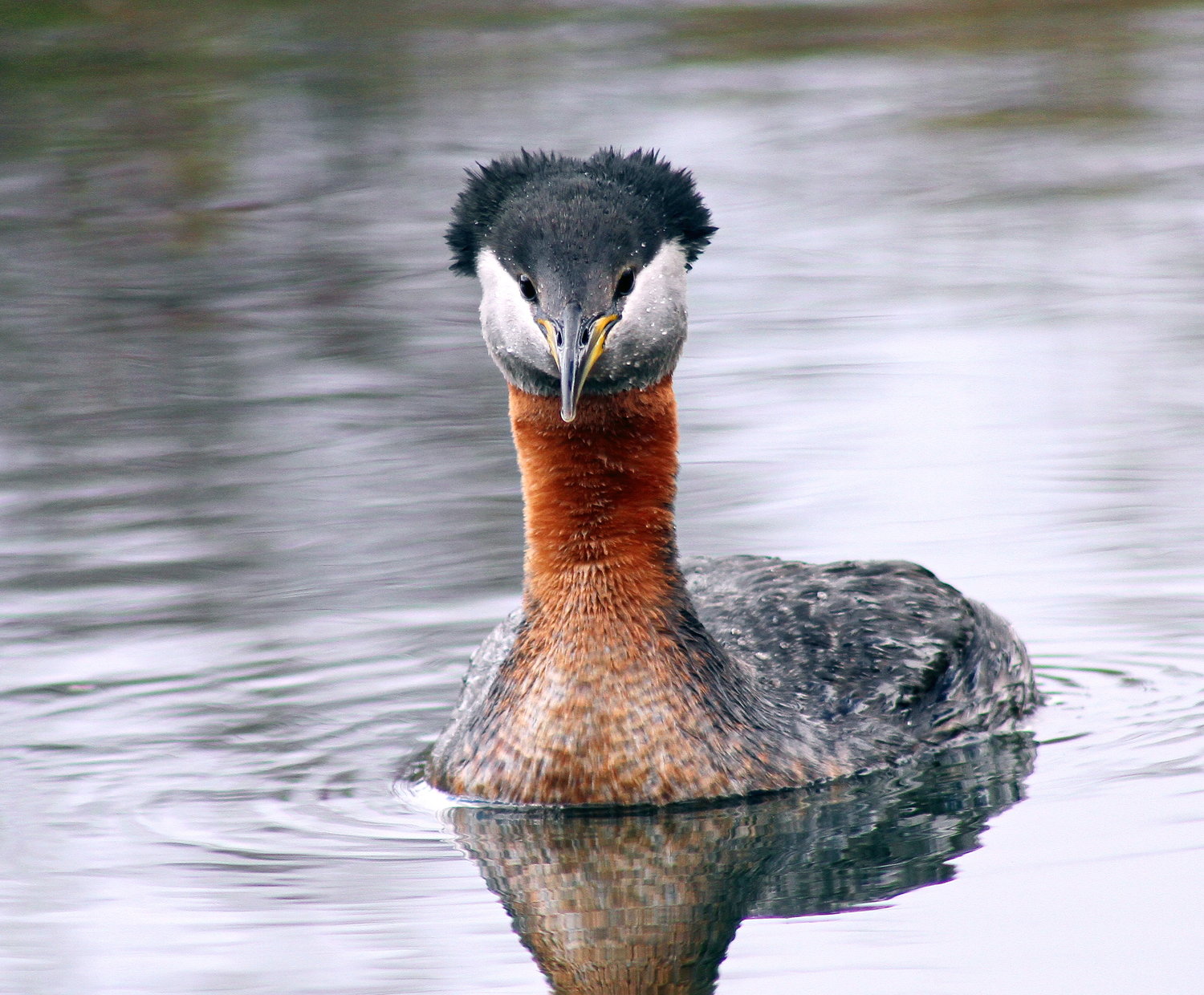 Red-necked Grebe — Eastside Audubon Society