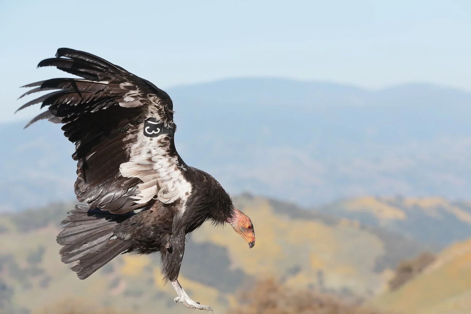 PC: Loi Nguyen/Audubon Photography Awards (California Condor)