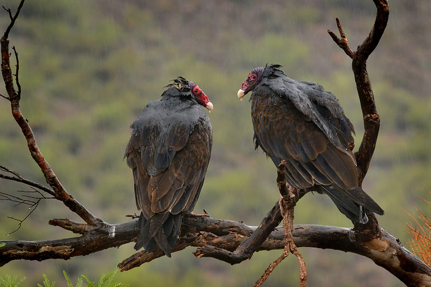 PC: Kevin Juberg / Audubon Photography Awards (Turkey Vulture)