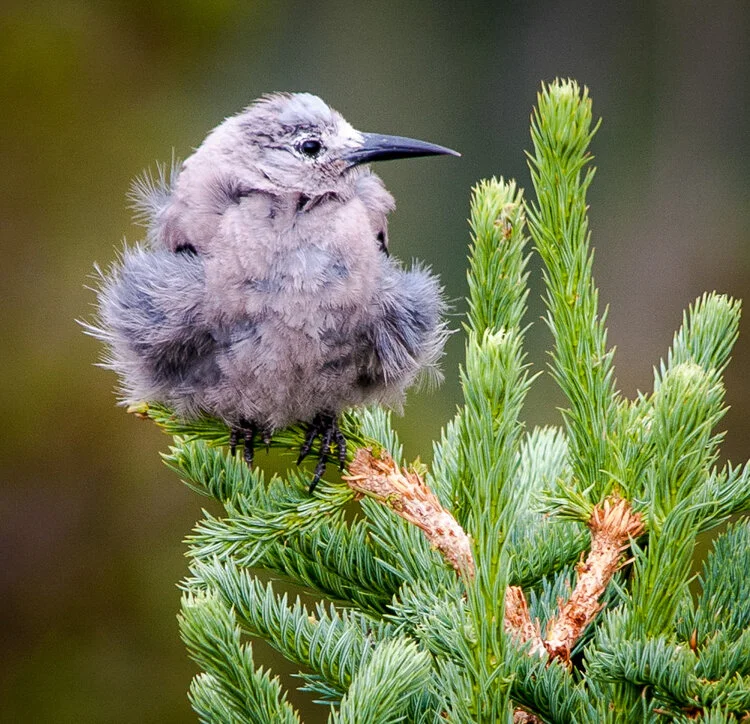 PC: Anita Merrigan/Audubon Photography Awards (Clark’s Nutcracker)