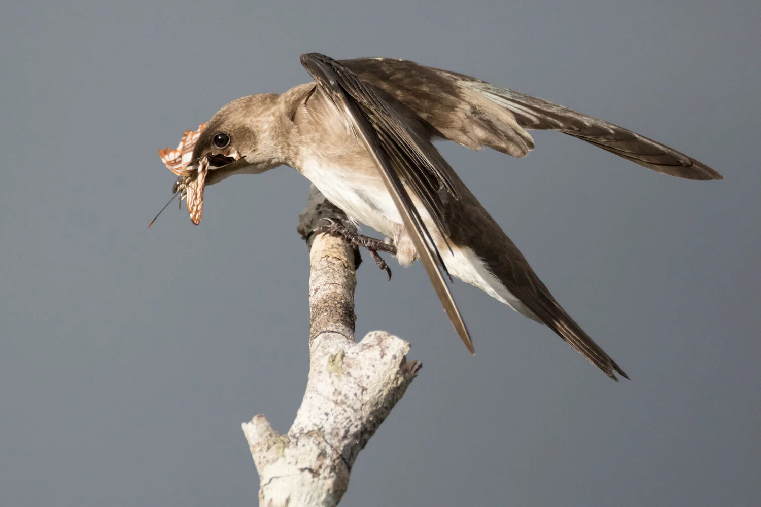 PC: Joshua Pelta-Heller/Audubon Photography Awards (Northern Rough-winged Swallow)