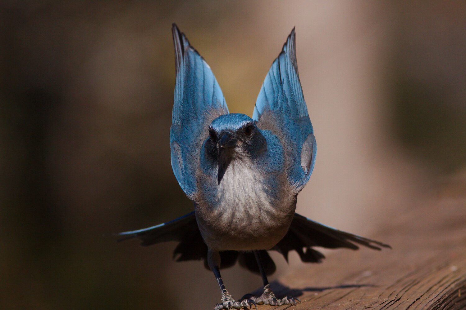 PC: Gil Eckrich/Audubon Photography Awards (California Scrub Jay)