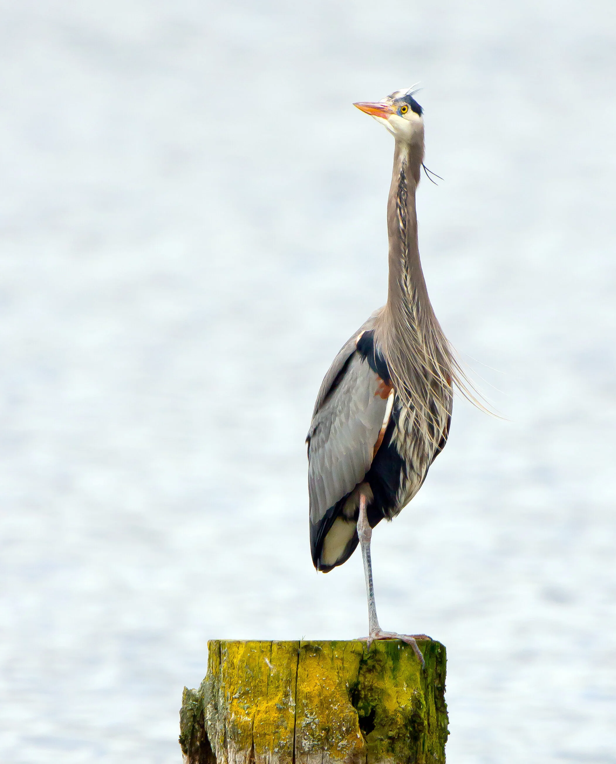 Great Blue Heron at Juanita Bay by Mick Thompson