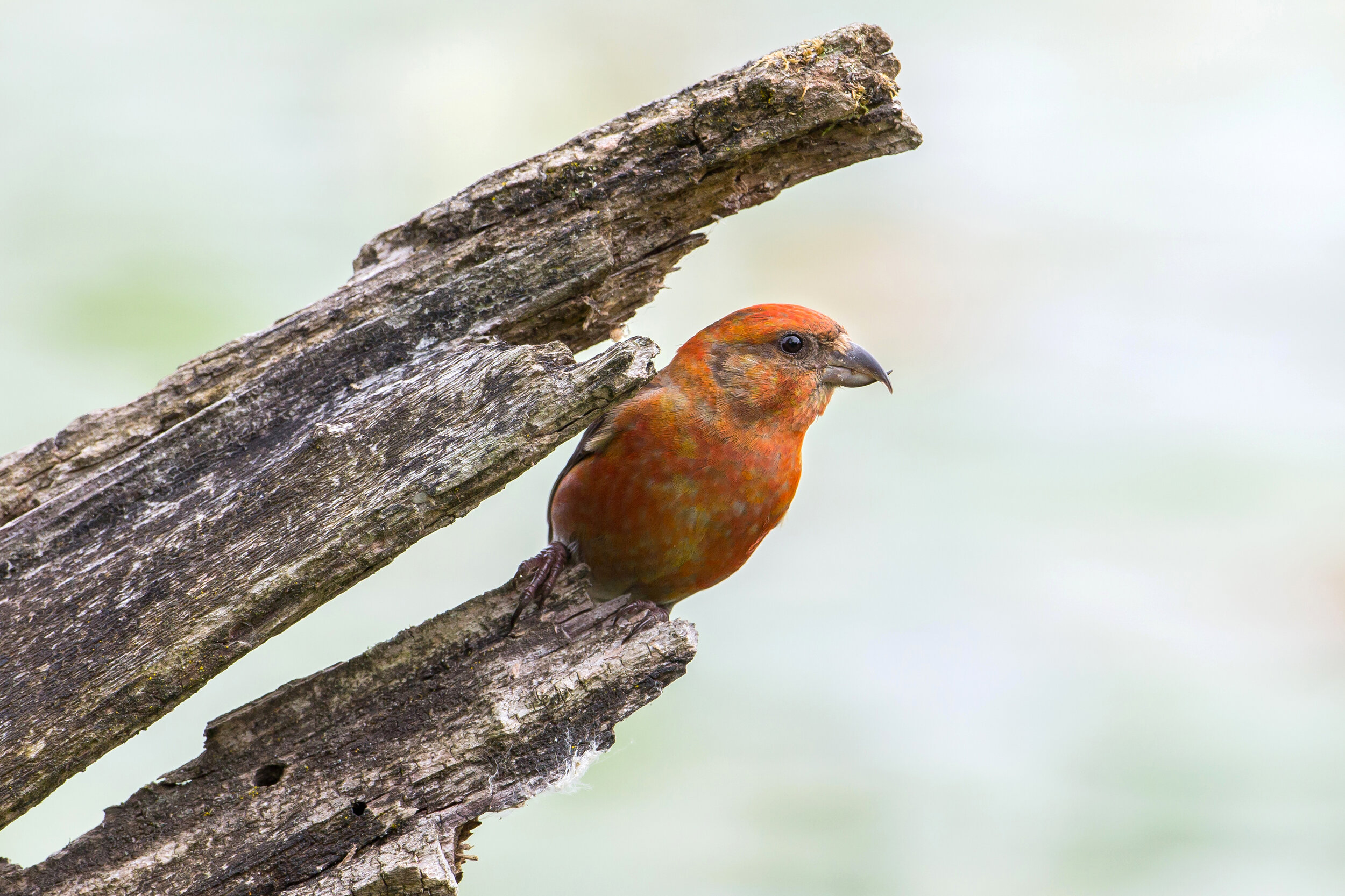 Red Crossbill at Lake Sammamish State Park by Mick Thompson