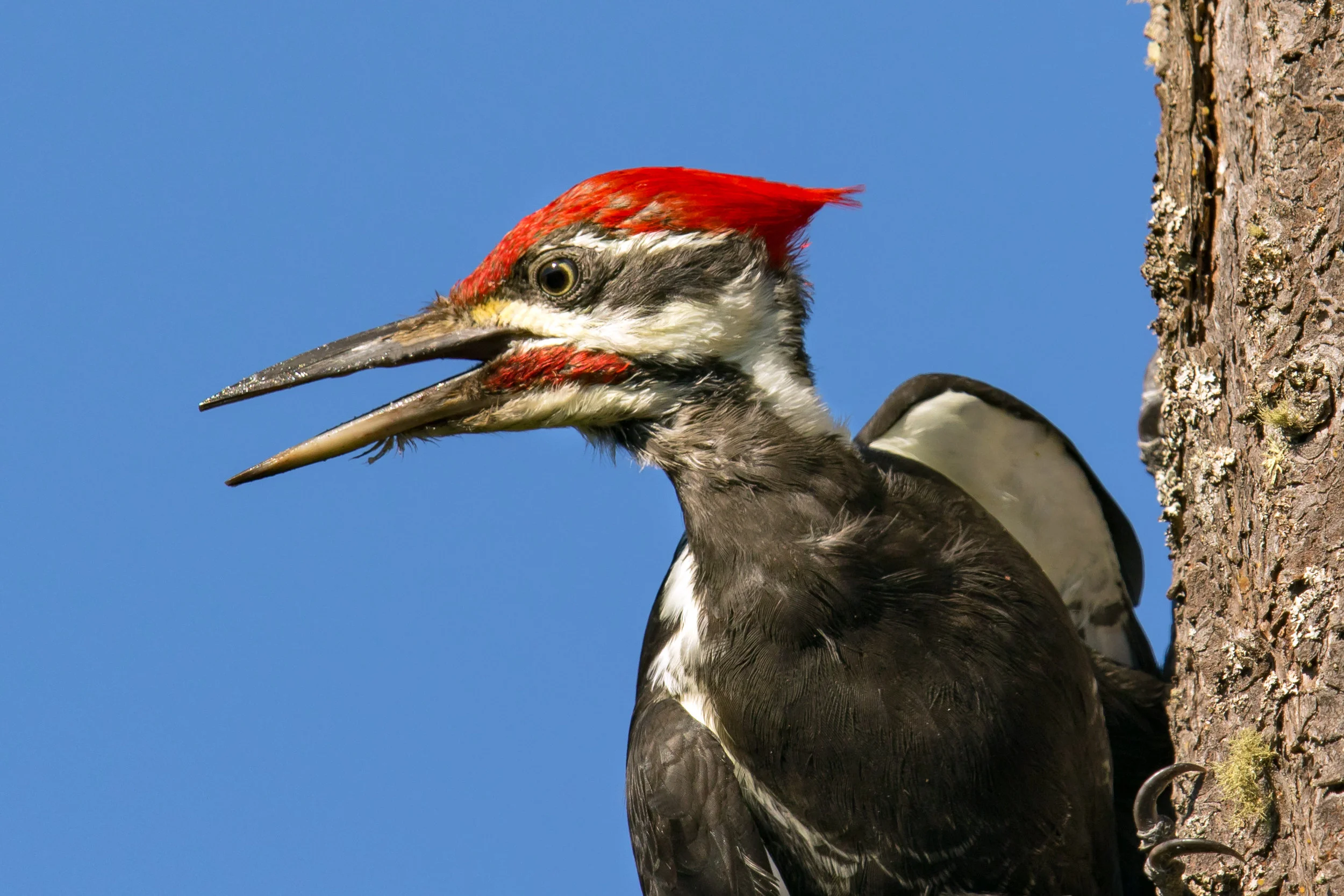 NISQUALLY NATIONAL WILDLIFE REFUGE WALK