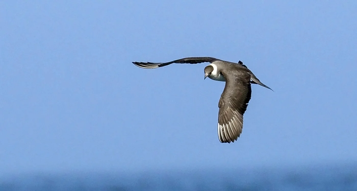 Parasitic Jaeger by Melissa Hafting