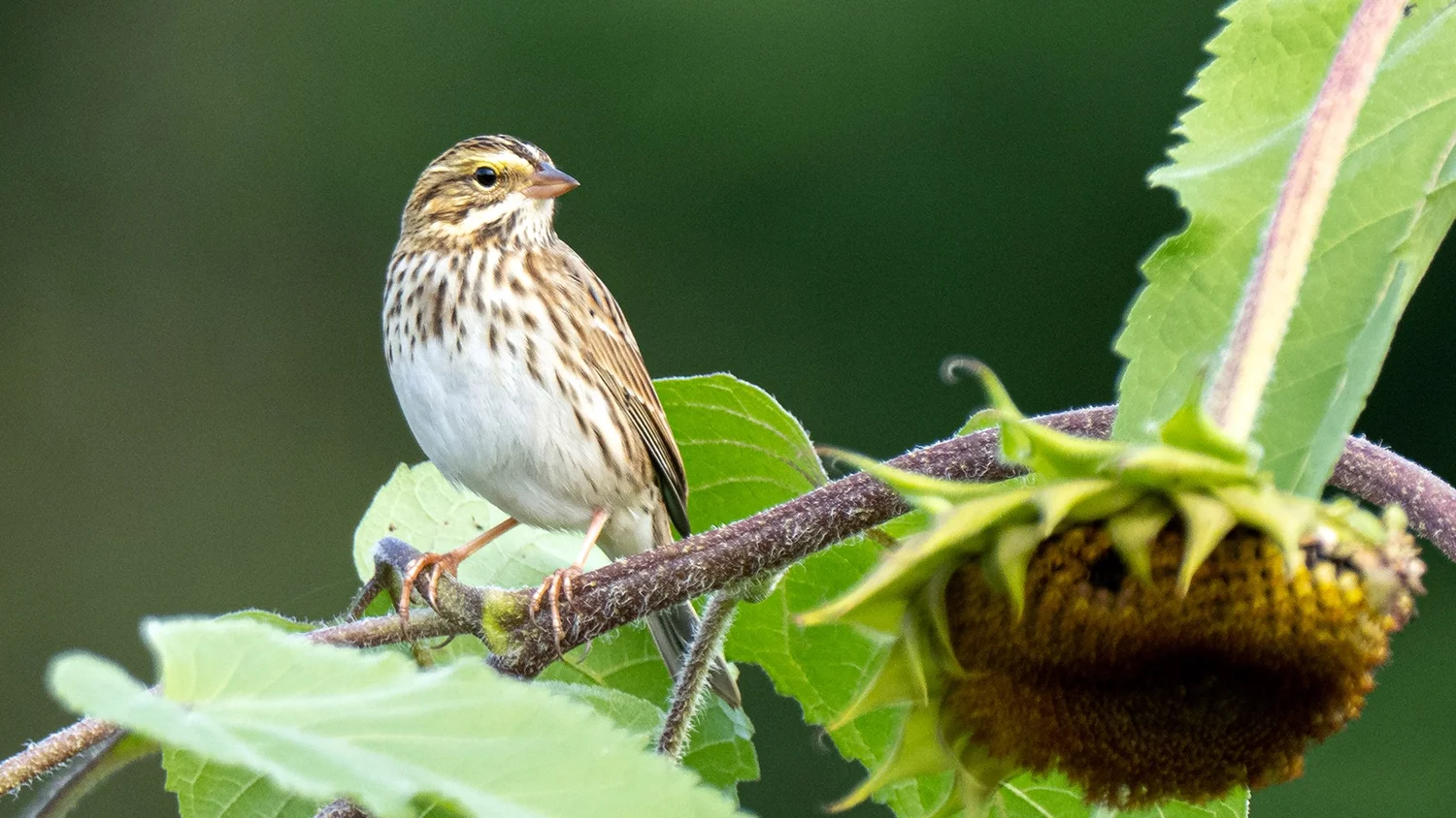 How Can We Protect the Habitat of Birds: Essential Tips