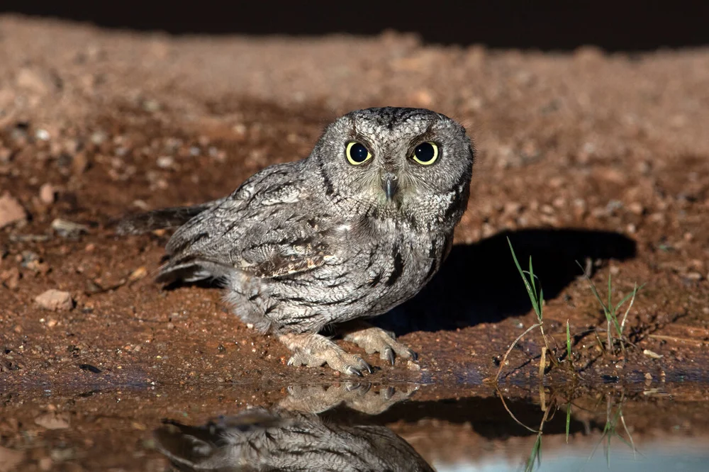 Western Screech Owl Eastside Audubon Society