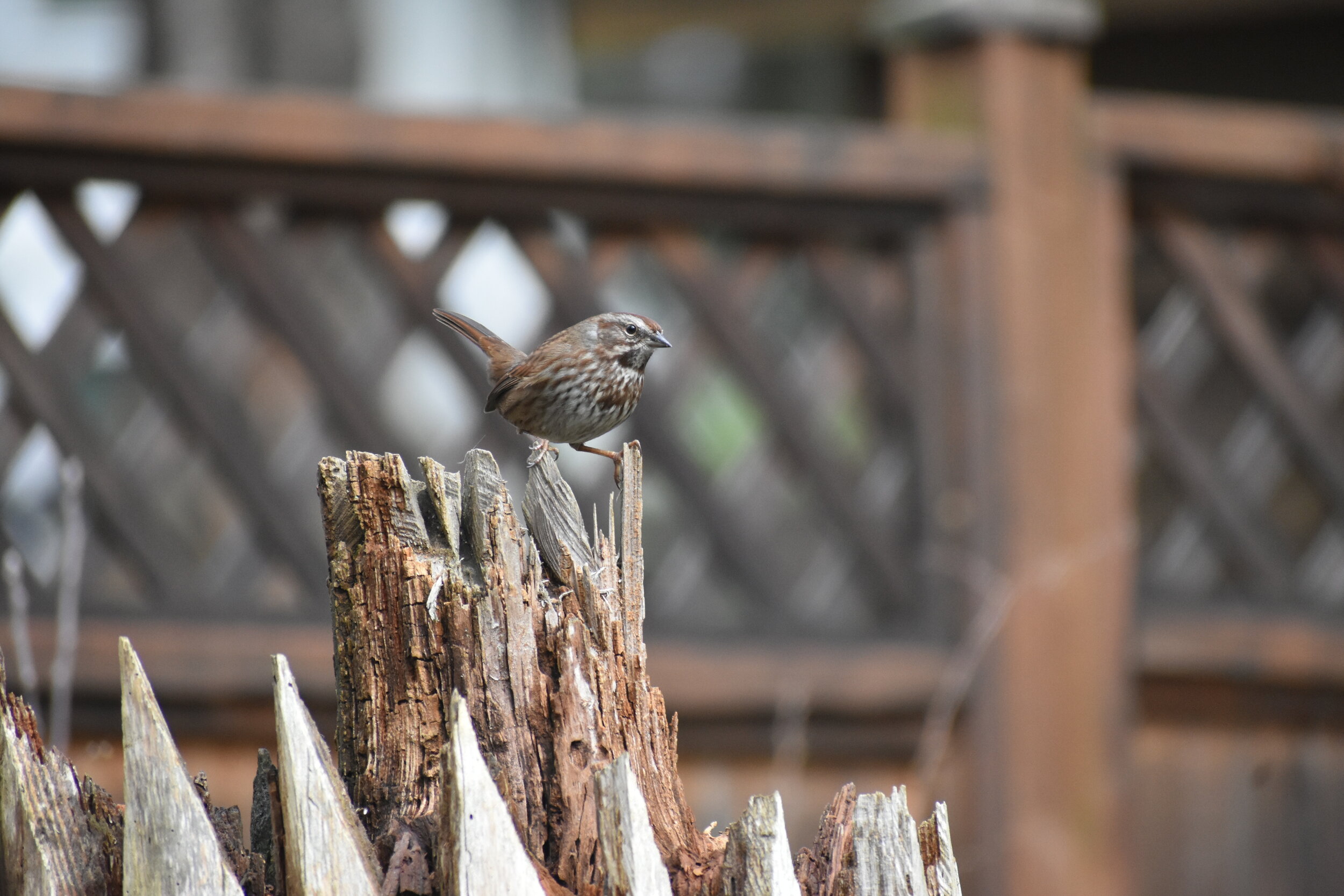 Song Sparrow-maybe.JPG
