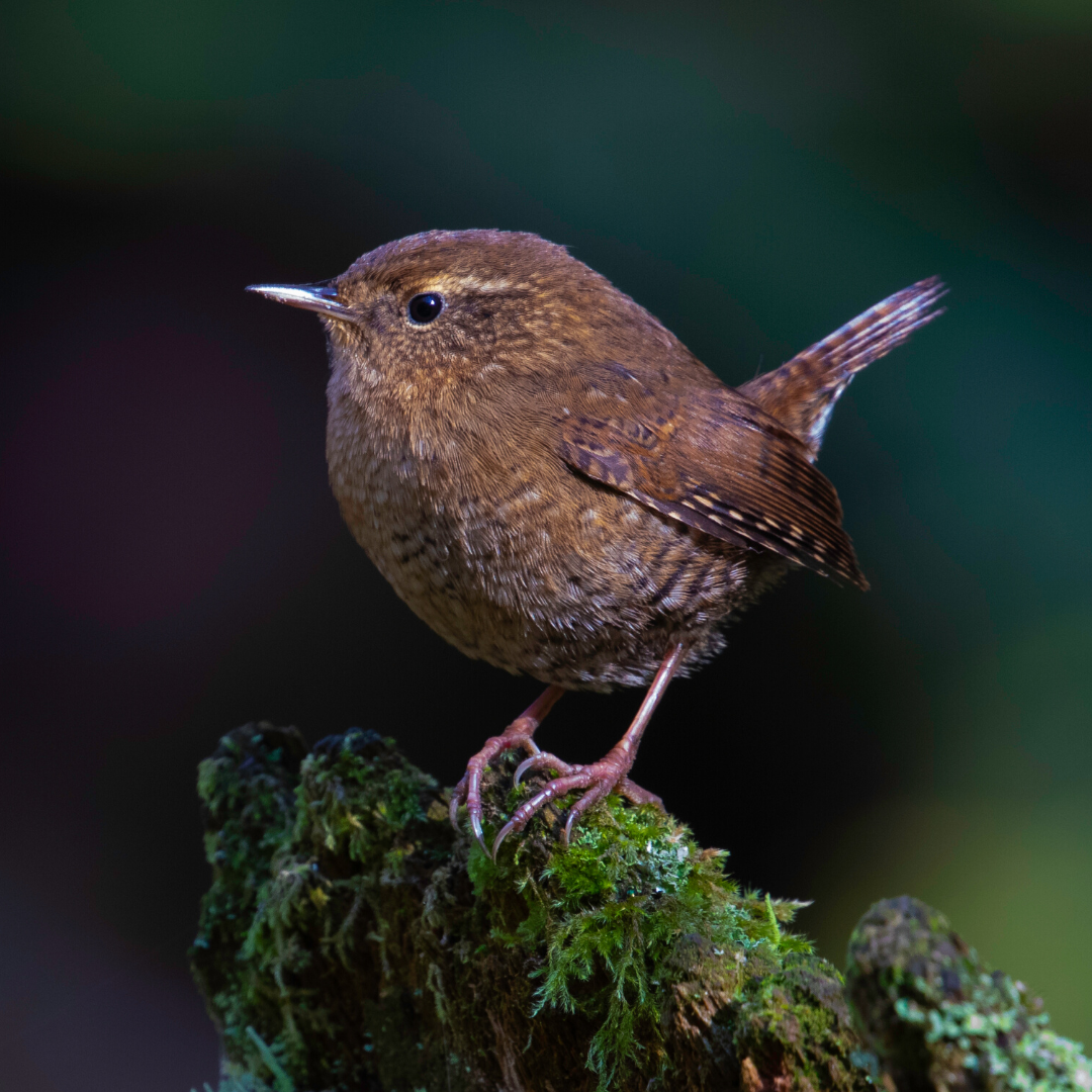 Winter Wren Nest