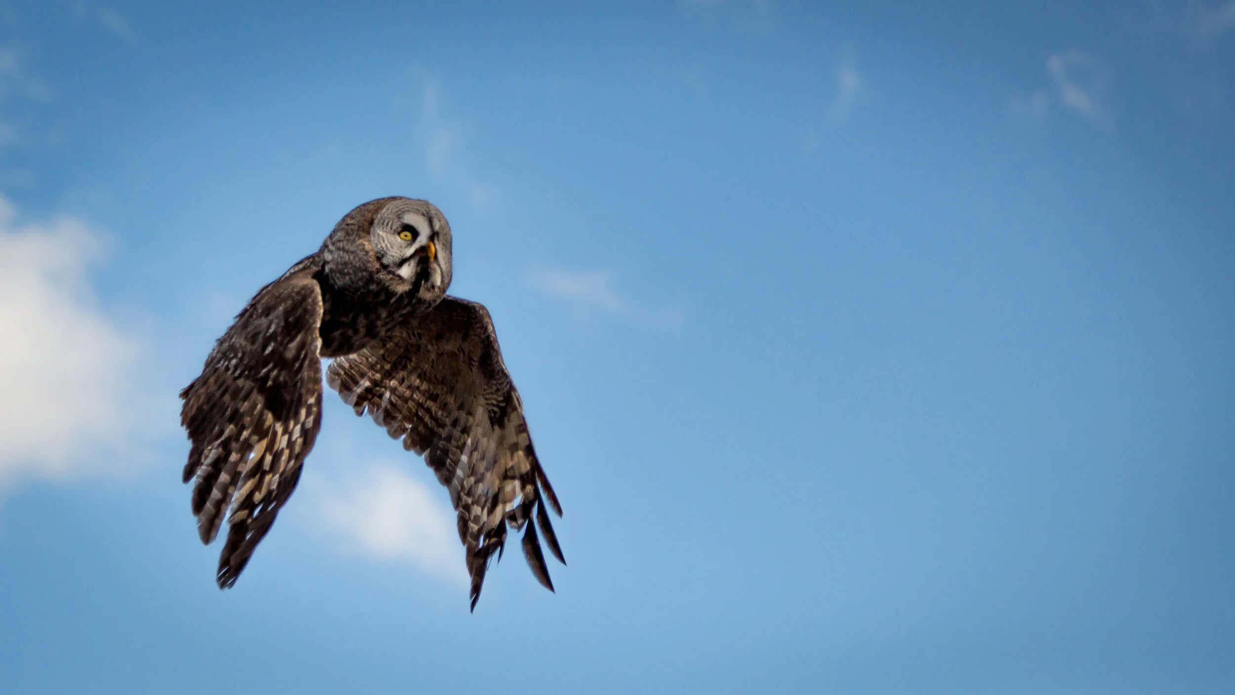 VIRTUAL PROGRAM NIGHT: SURVIVAL BY DEGREES NATIONAL AUDUBON REPORT