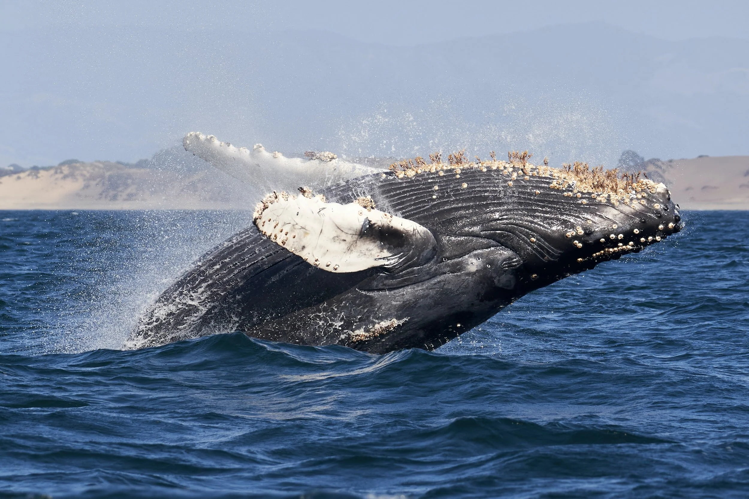 VIRTUAL PROGRAM NIGHT: WHALES AND MARINE BIRDS OF THE SALISH SEA
