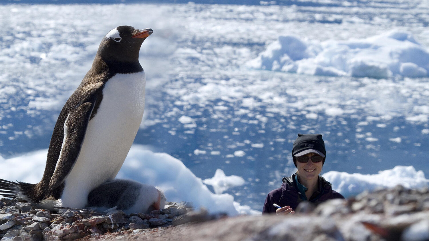VIRTUAL PROGRAM NIGHT: EXPLORING THE ANTARCTIC LANDSCAPE THROUGH FIELD  RESEARCH AND PHOTOGRAPHY — Eastside Audubon Society