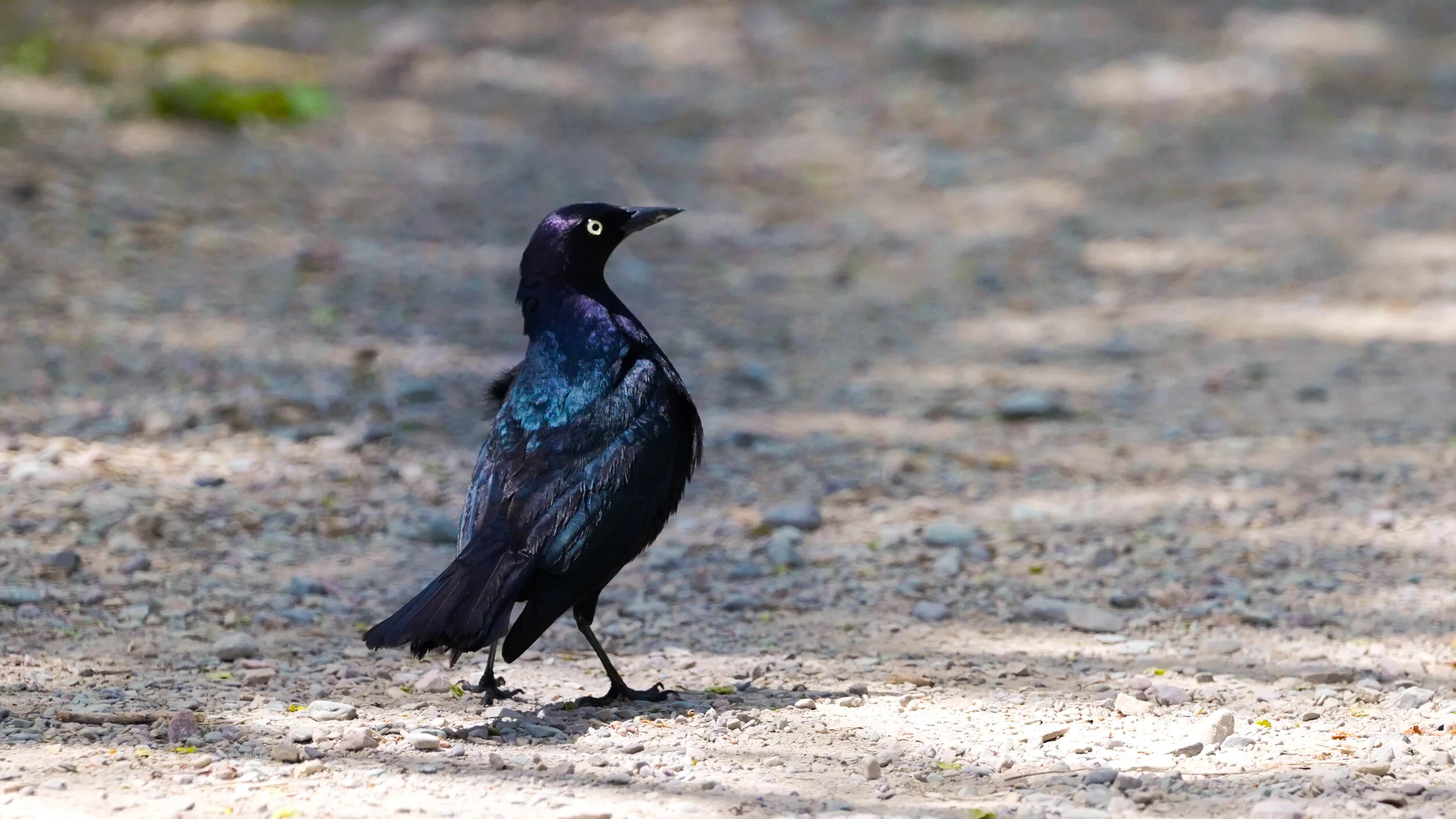 Gallery - Marsh Birds — Eastside Audubon Society