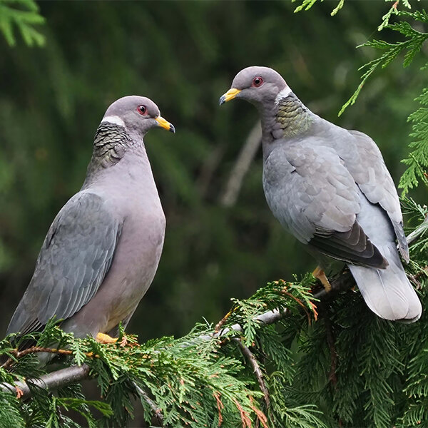 Band-tailed Pigeon (Patagioenas fasciata) · iNaturalist