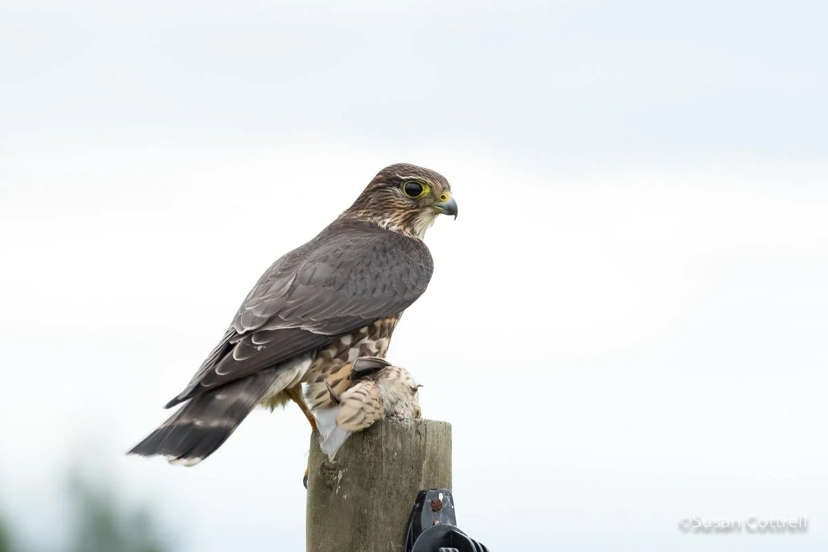VIRTUAL PROGRAM NIGHT: INTRODUCTION TO RAPTORS OF NW WASHINGTON
