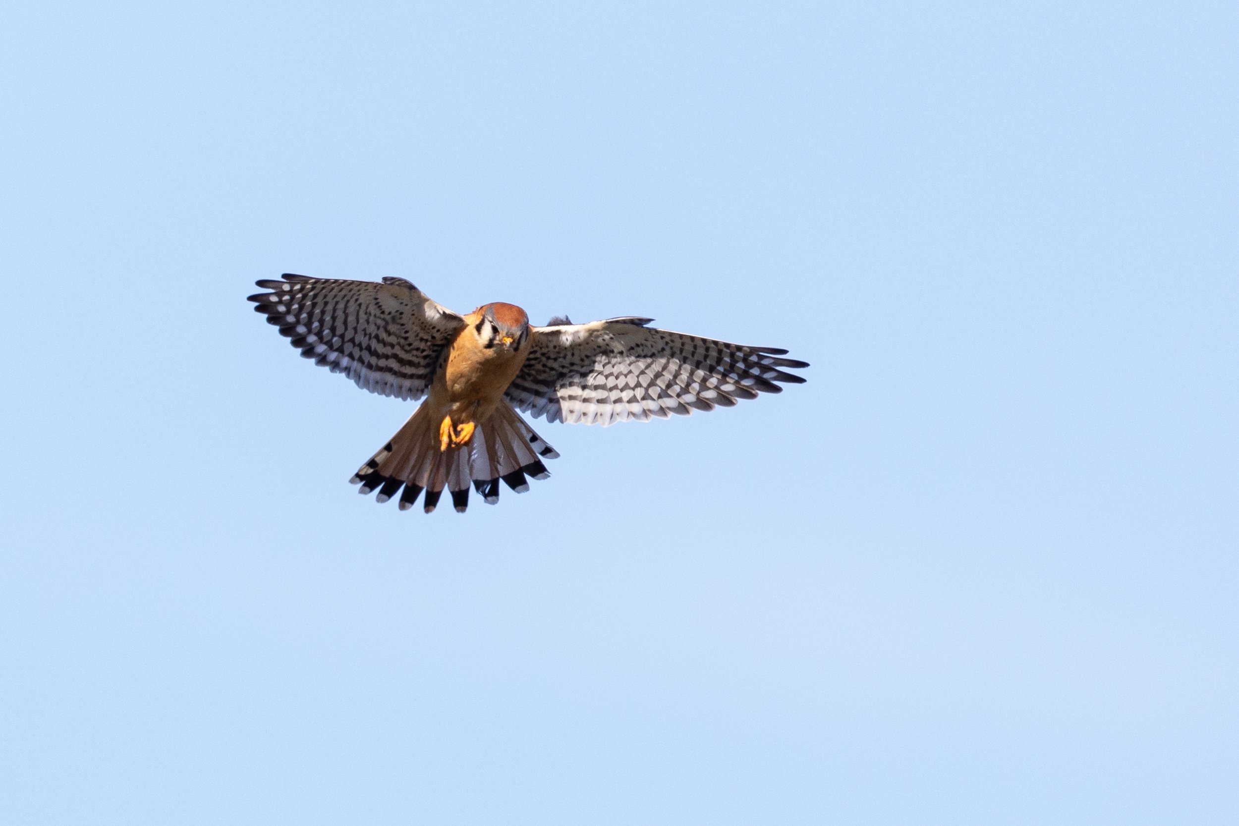 Karismatic Kestrels