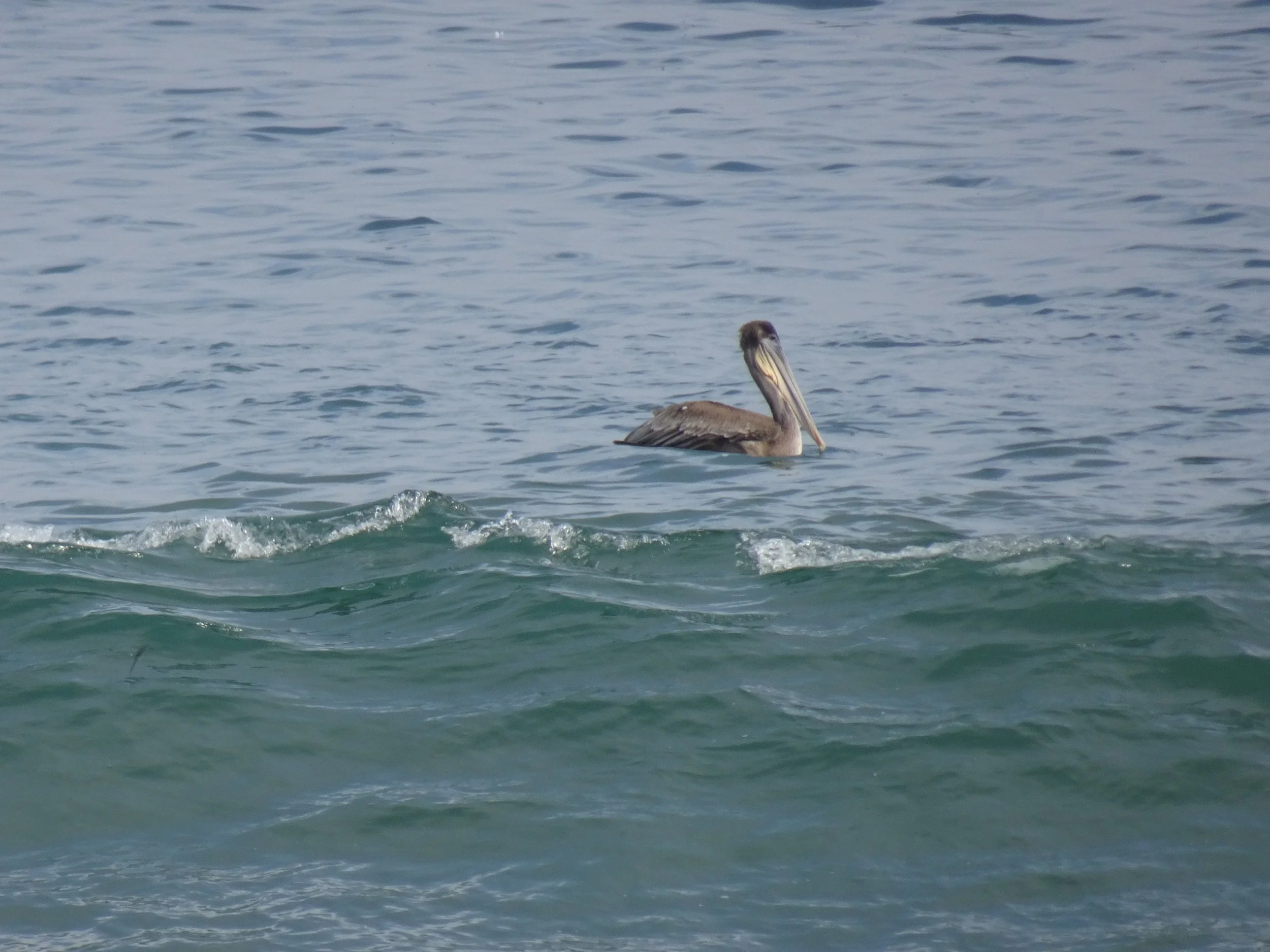 Point No Point, Hansville (Birdathon)