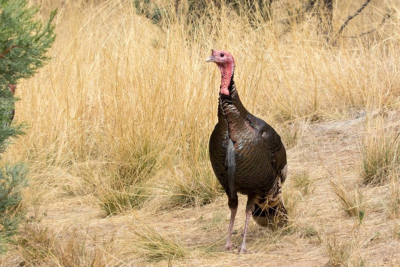 Grassland Birds