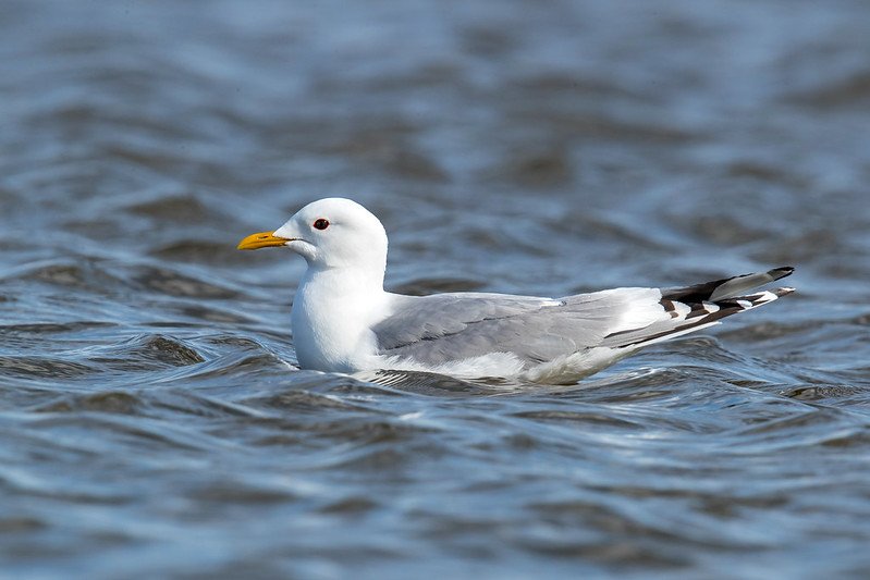 Seabirds and Gulls