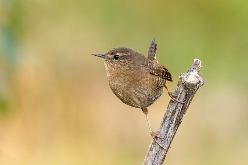 Marsh Birds