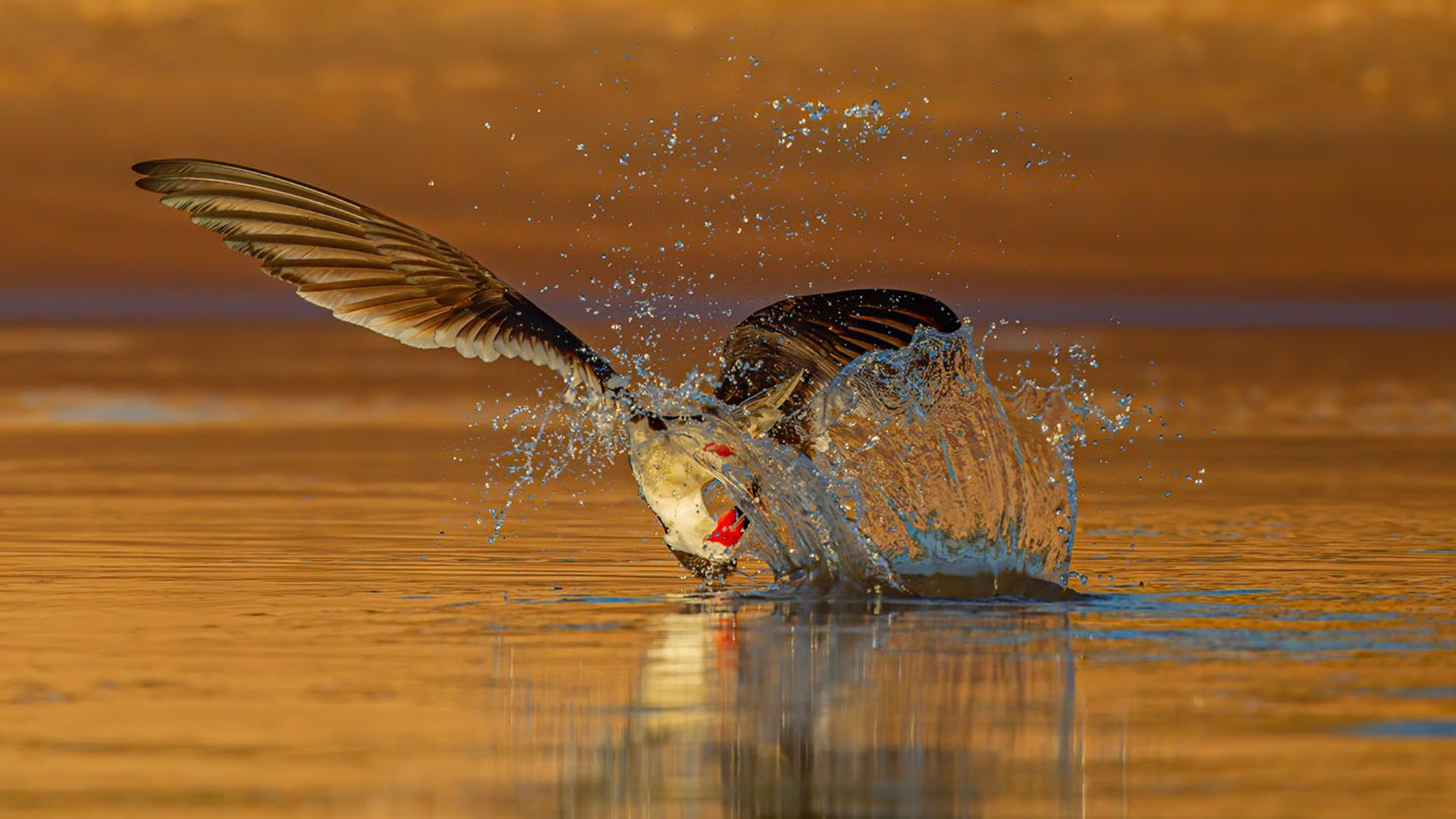 VIRTUAL PROGRAM NIGHT: 100 FLYING BIRDS
