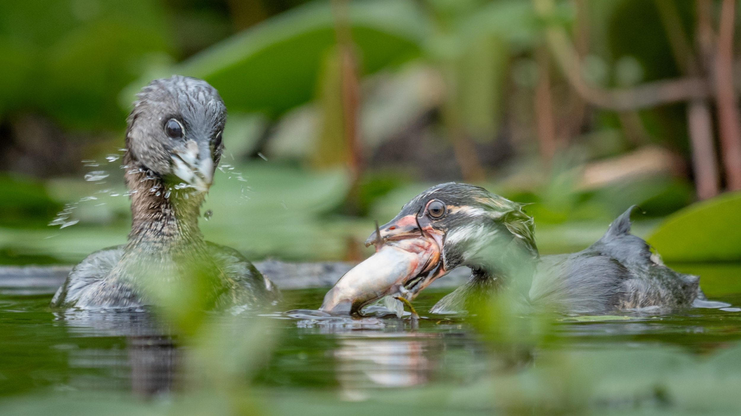 Blog — Eastside Audubon Society