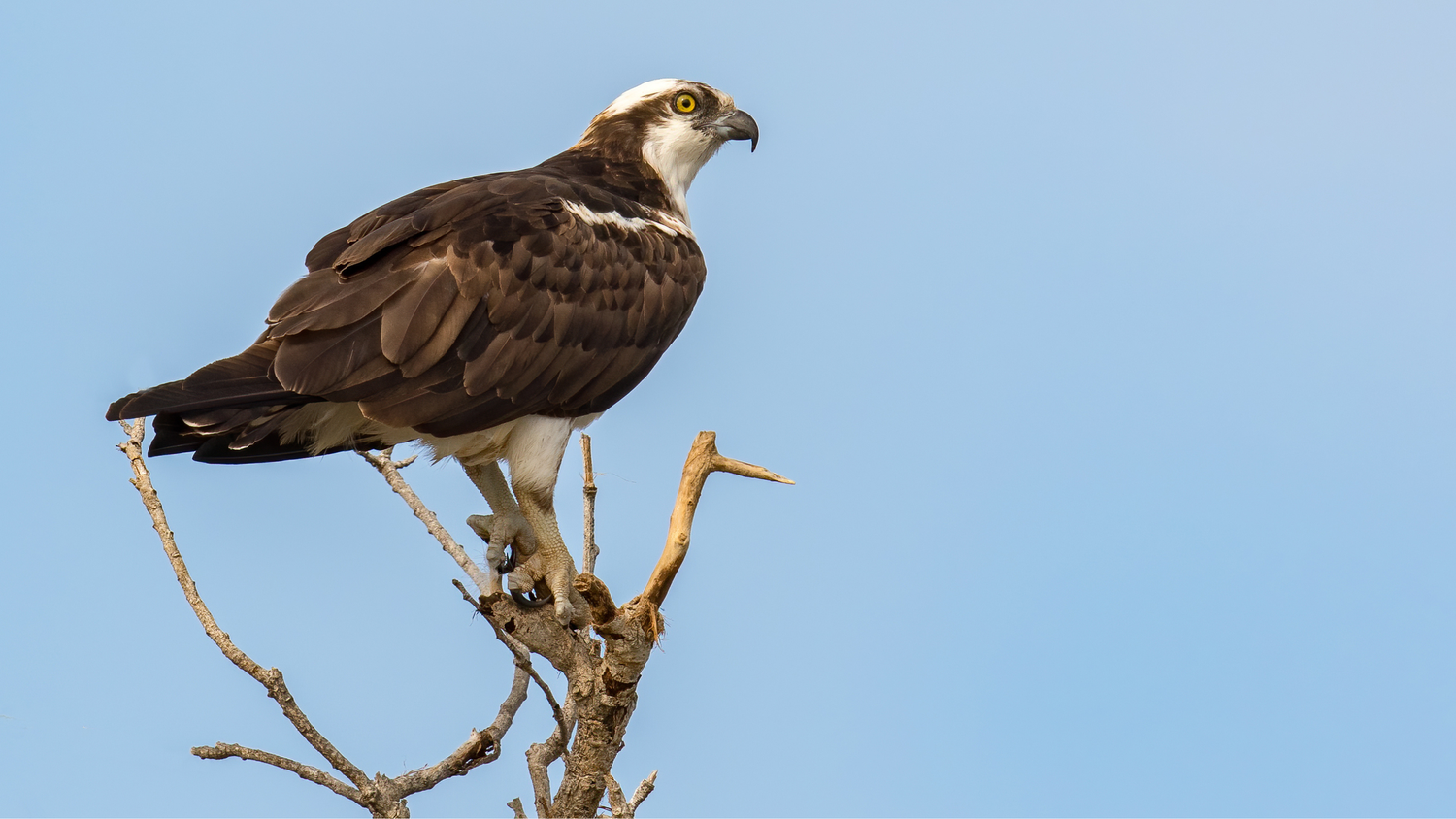 Osprey  Audubon Center for Birds of Prey