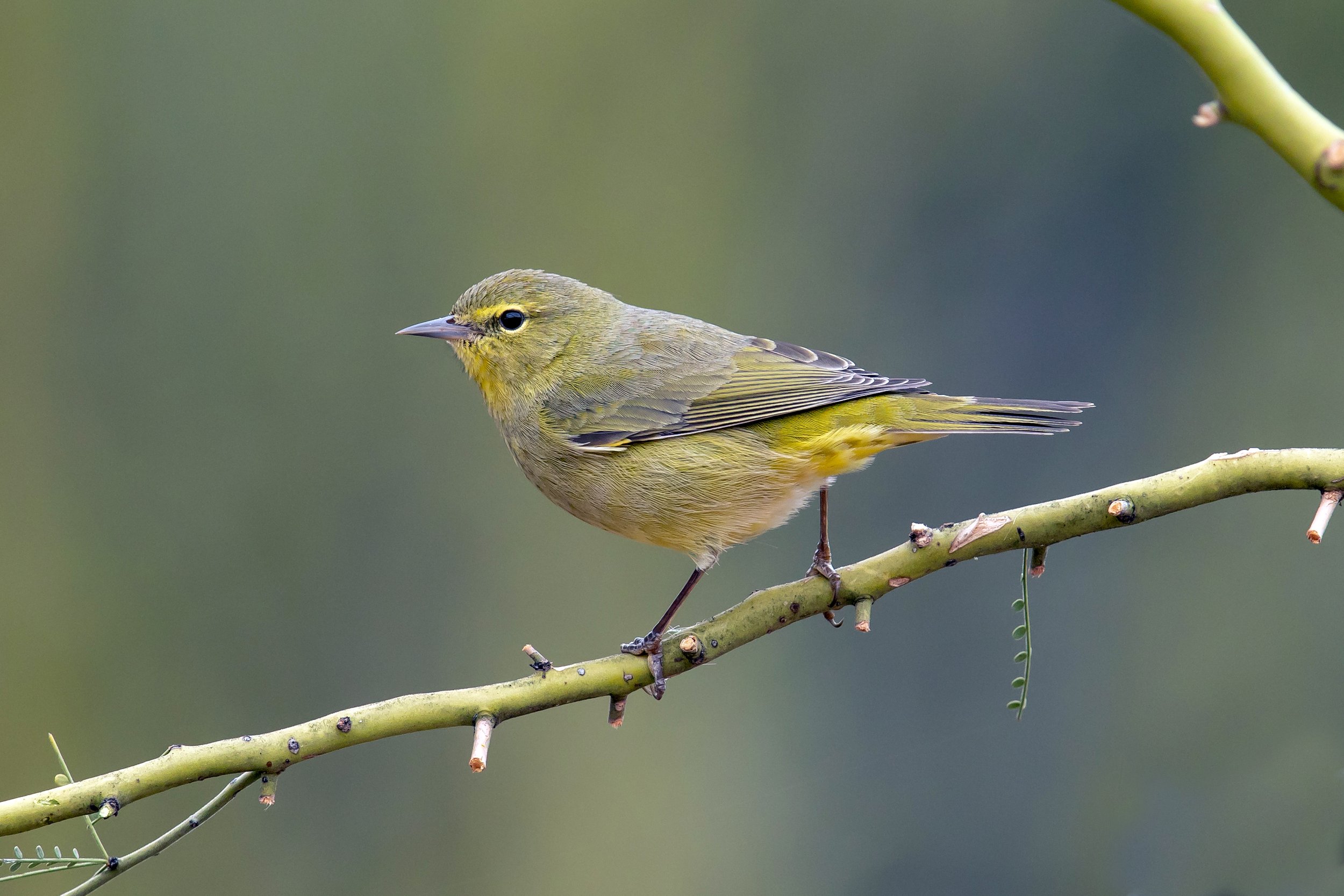 Newport Nightingales