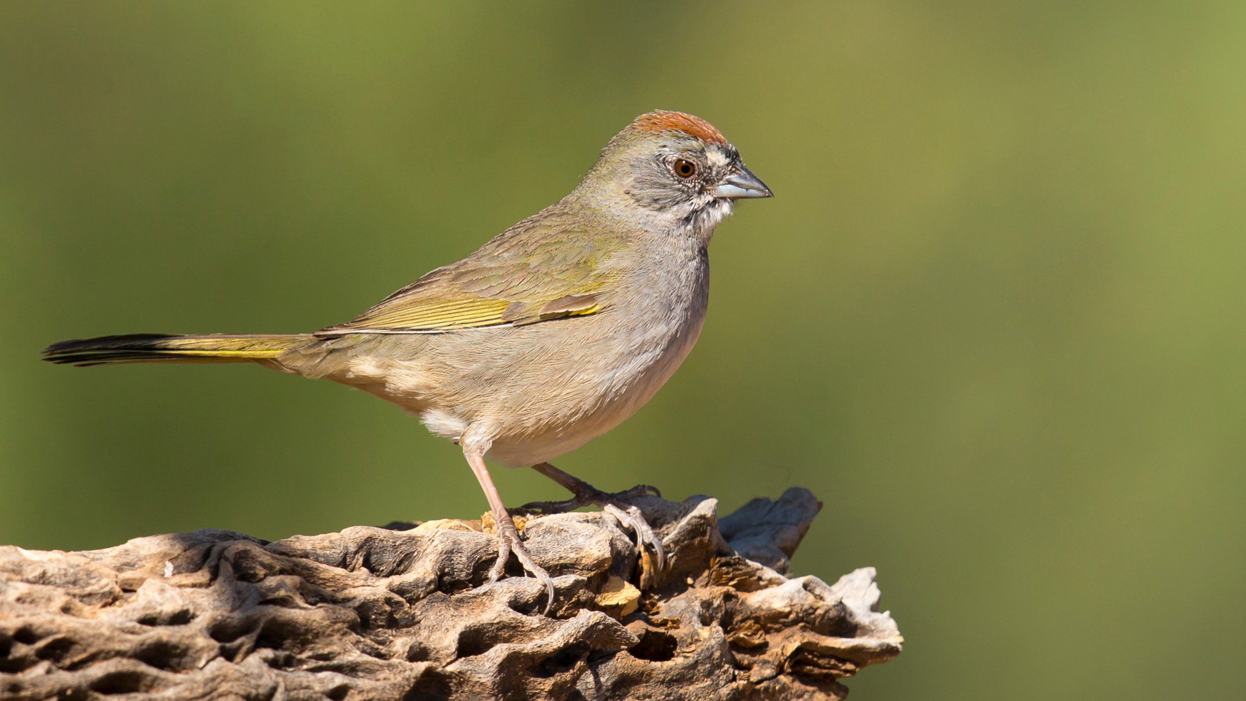 Green-tailed Towhee