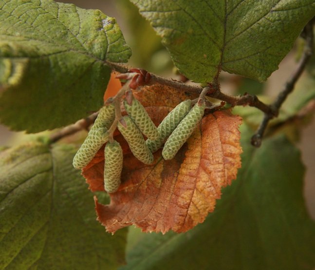 Beaked Hazelnut