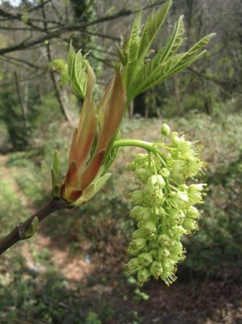 Big-Leaf Maple