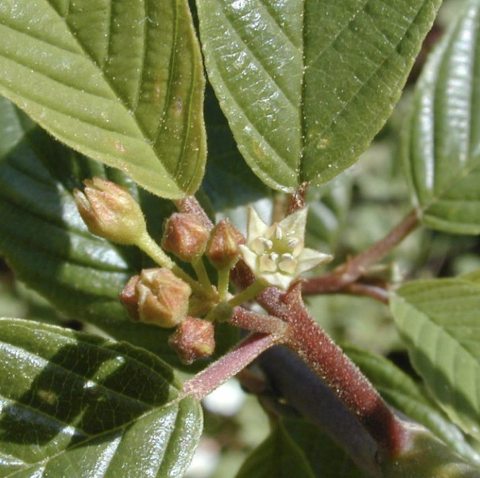 Cascara Buckthorn