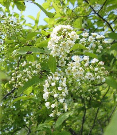 Chokecherry