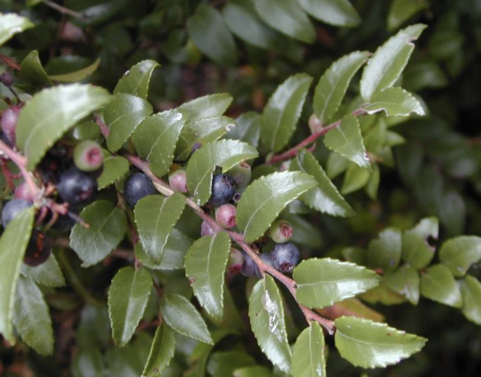 Evergreen Huckleberry