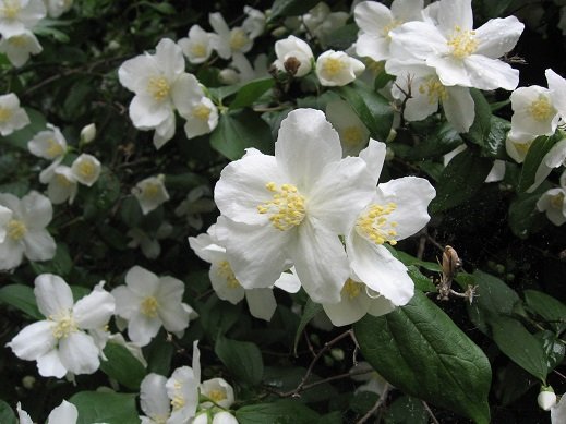 Mock Orange