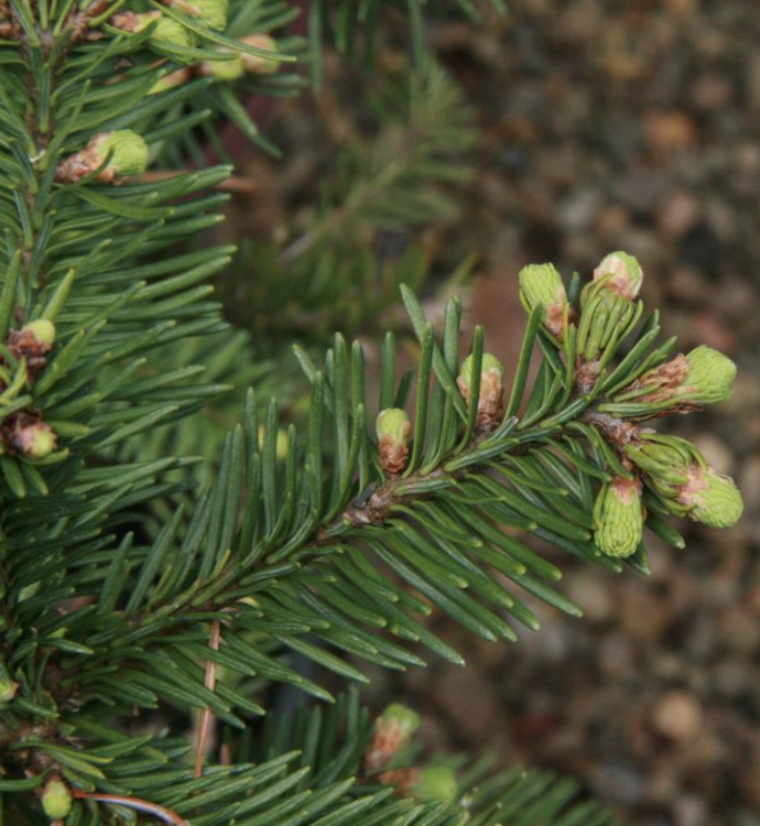 Noble Fir