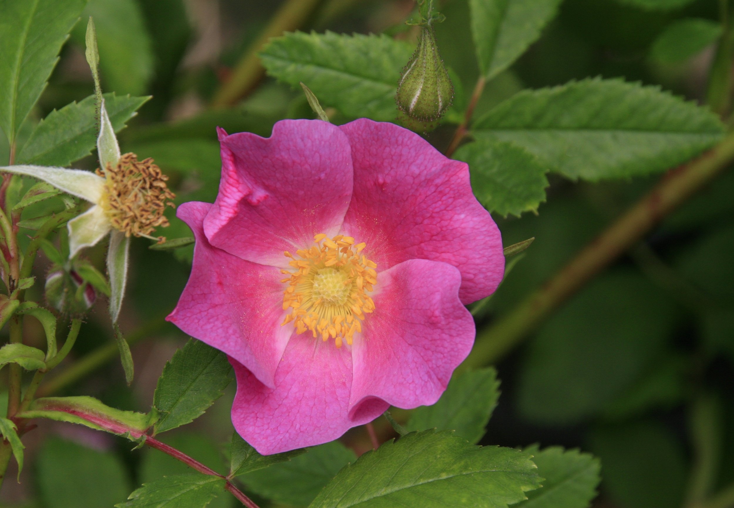 Nootka Rose