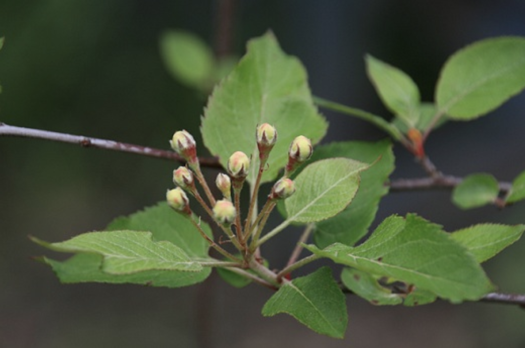 Pacific Crabapple