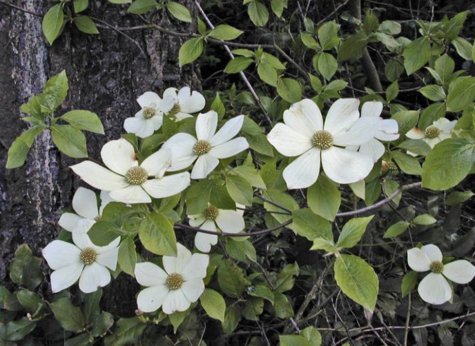 Pacific Dogwood