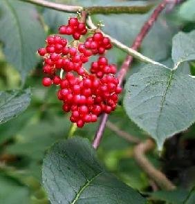 Red Elderberry