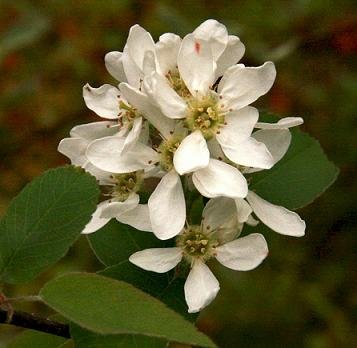 Serviceberry