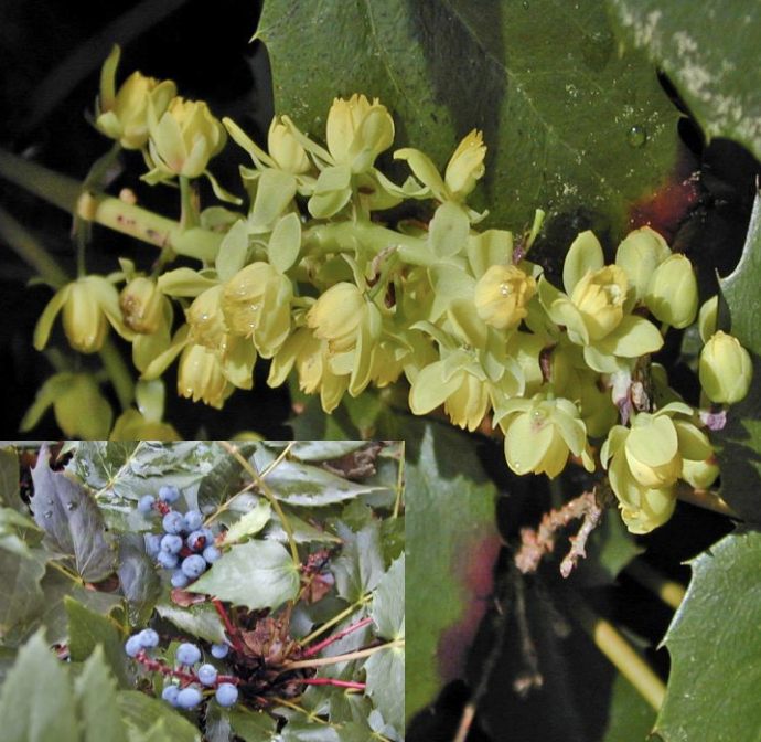 Cascade Oregon Grape