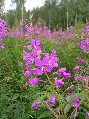 Fireweed