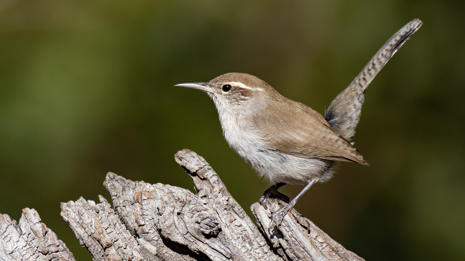 Gallery - Woodland Birds — Eastside Audubon Society