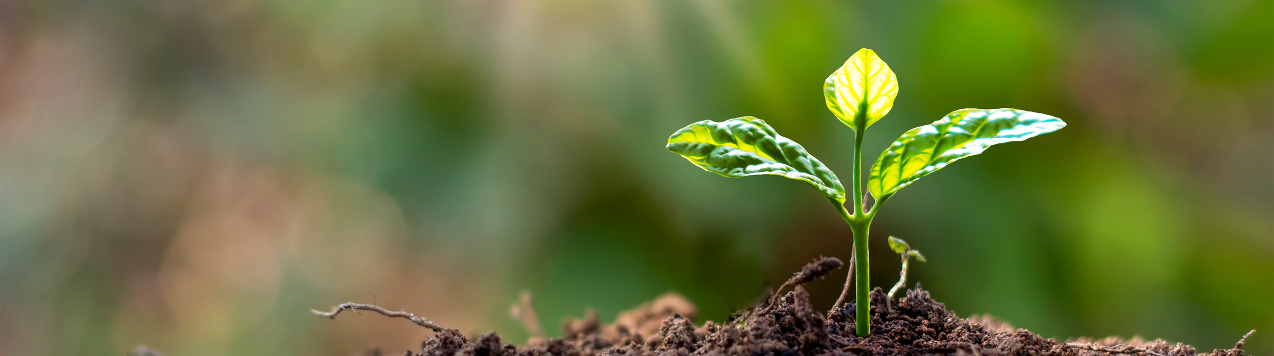 Tree Planting in Redmond